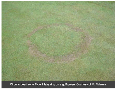 type 1 fairy ring dead zone grass weed example
