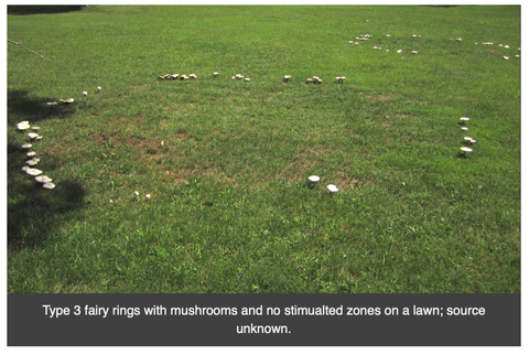 green fairy rings mushroom type 3 grass lawn