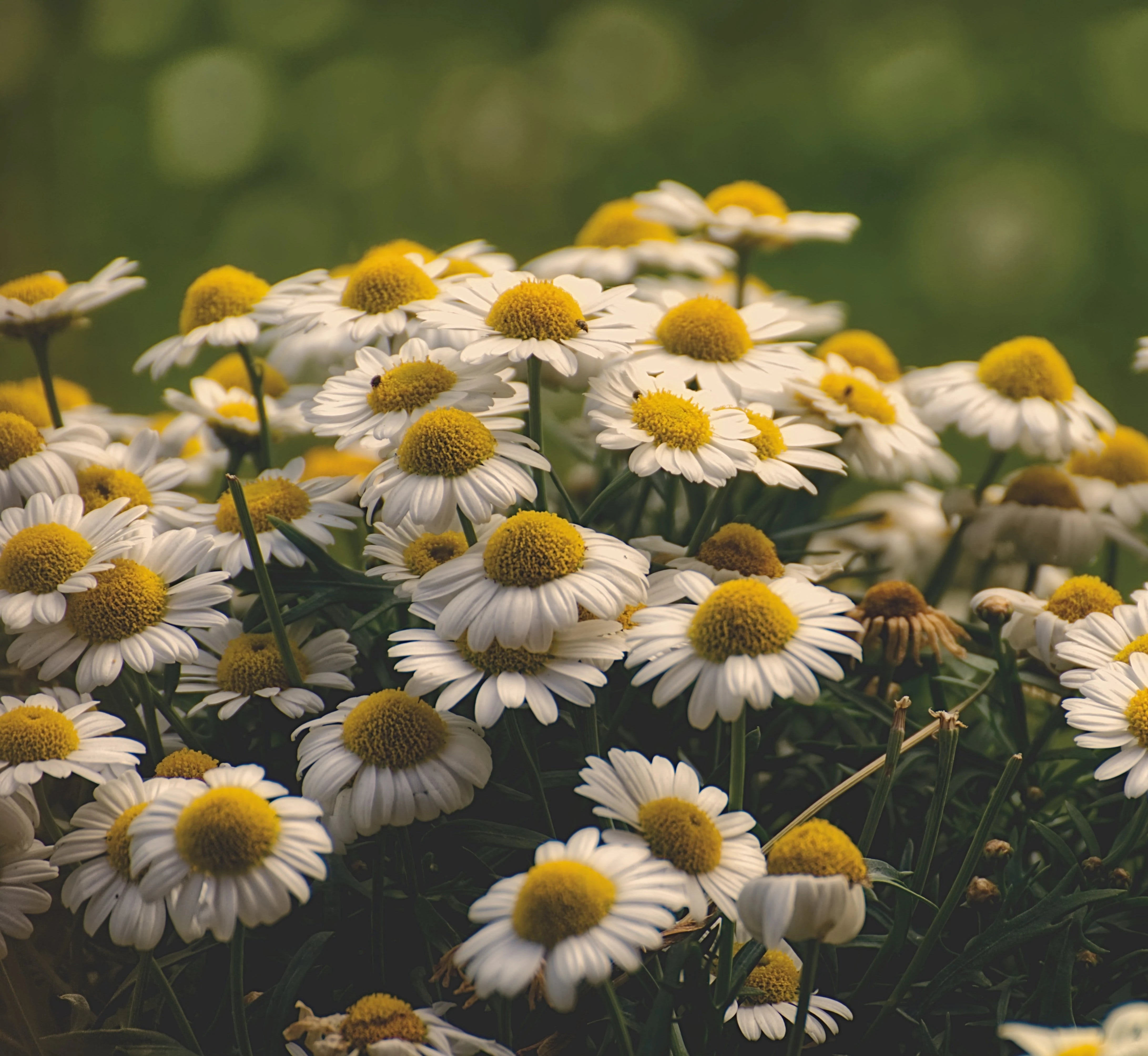 Chamomile. Essential oil. Help feel sleepy. Reduce tiredness. Deep sleep . Fall asleep