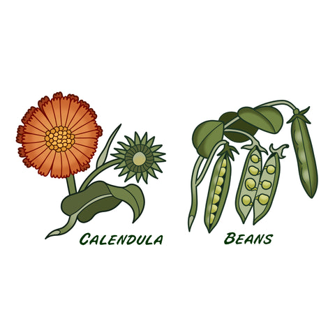 calendula-beans