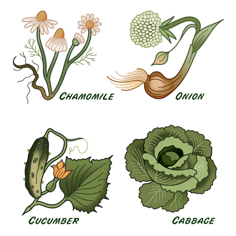 chamomile-onion-cucumber-cabbage