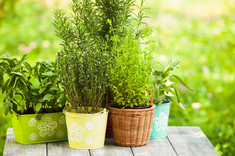 herb plants