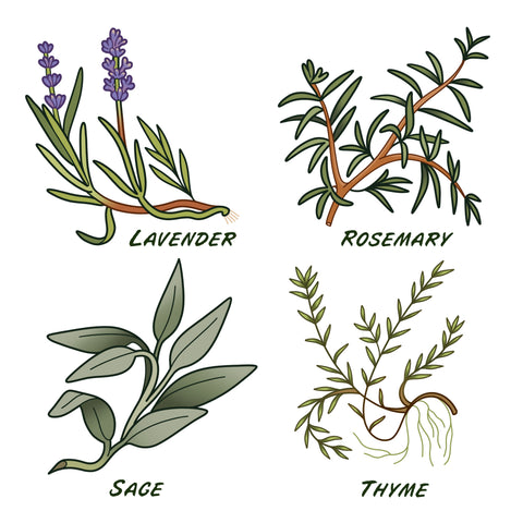 lavender-rosemary-sage-thyme
