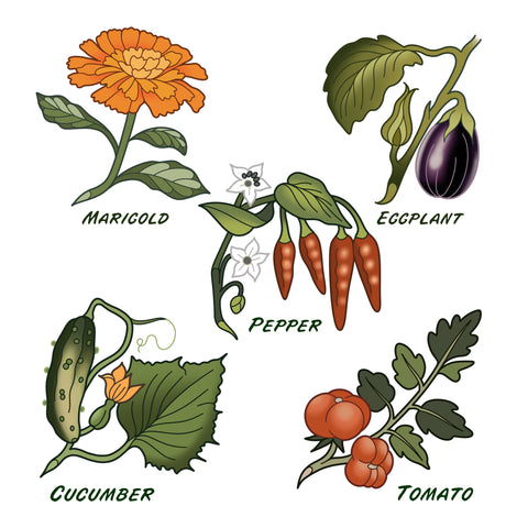 marigold-eggplant-pepper-cucumber-tomato