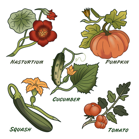 nasturtium-pumpkin-cucumber-squash-tomato
