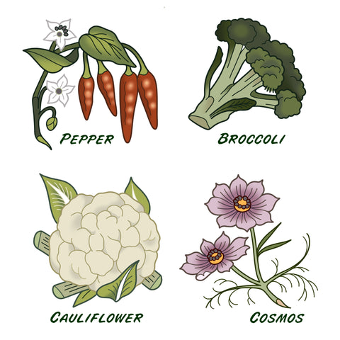 pepper-broccoli-cauliflower-cosmos