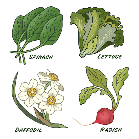 spinach-lettuce-daffodil-radish