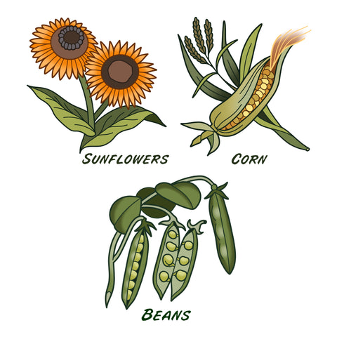 sunflower-corn-beans