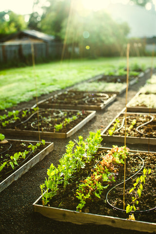 New to Gardening? Here's a Good Place to Start