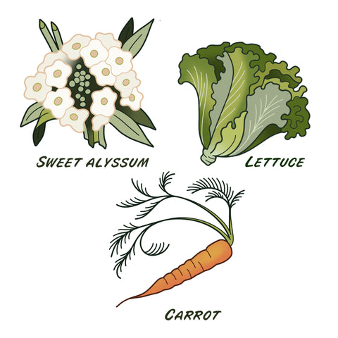 sweet-alyssum-lettuce-carrot
