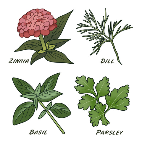 zinnia-dill-basil-parsley
