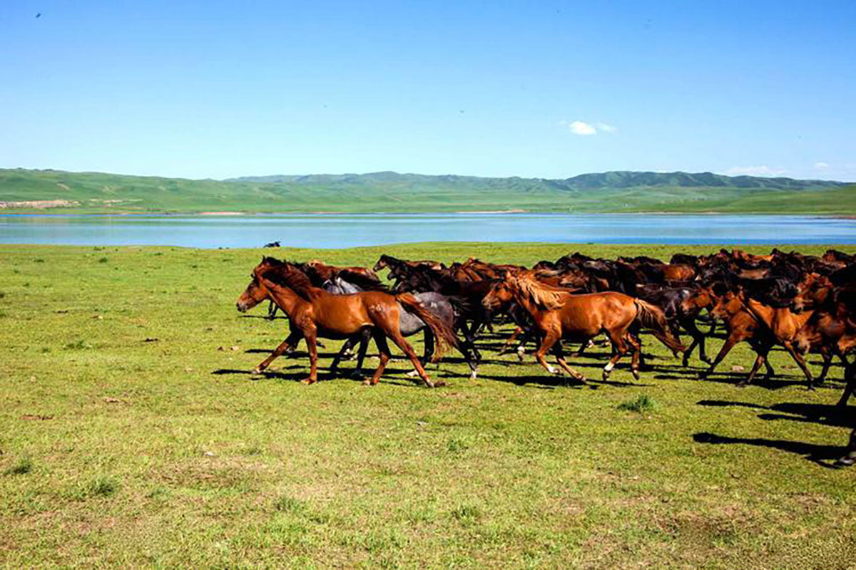 Shandan Army Horse-breeding Farm