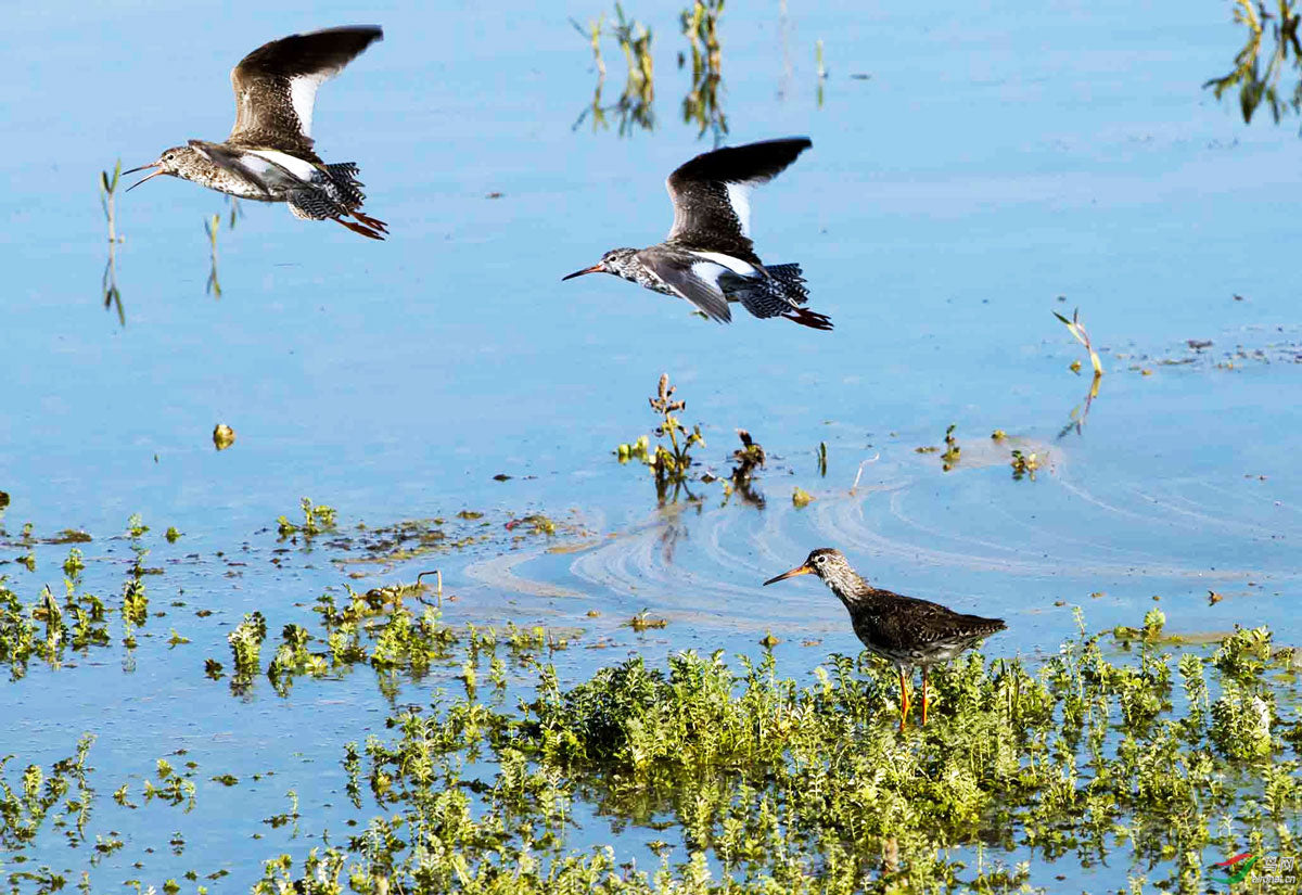 Birds Flying on Gahai Lake