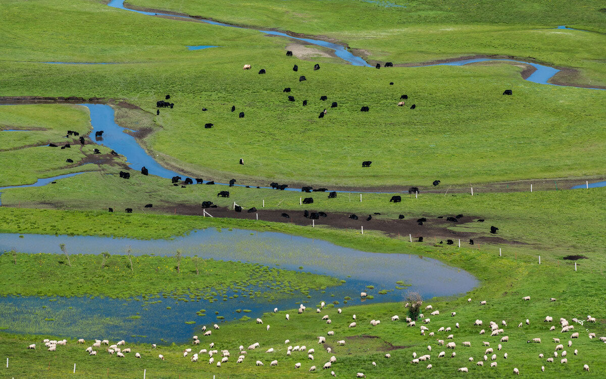 The herds of cows and sheep grazing on the Awancang grassland