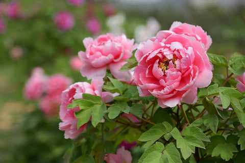 Pendant la saison de floraison des pivoines, les fleurs s'épanouissent avec des couleurs vibrantes, créant un spectacle splendide et radieux-06