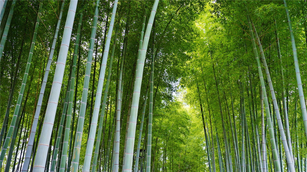 Bamboo is not just a gift from nature but also a representation and reliance of human spirit and culture.