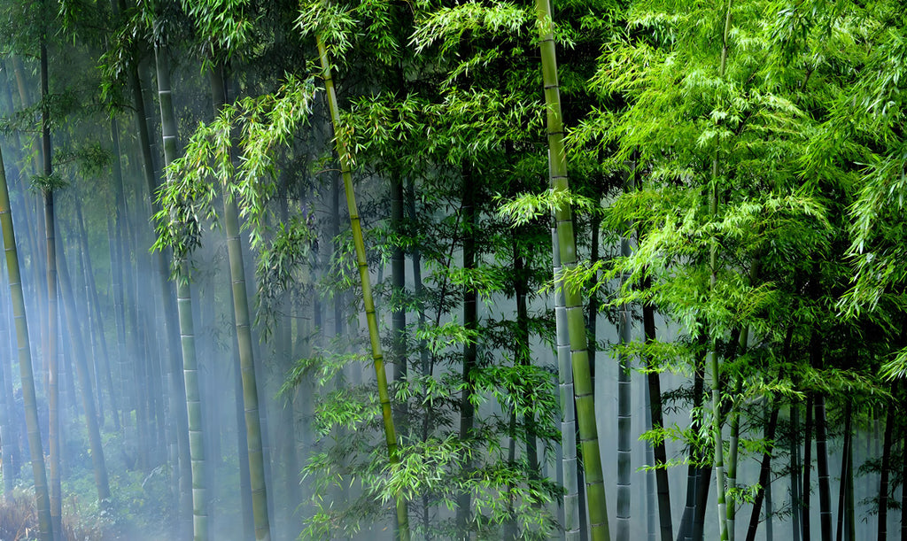 In Zen cultural context, bamboo is often used as a symbol and metaphor to express the wisdom and practice concepts of Zen.