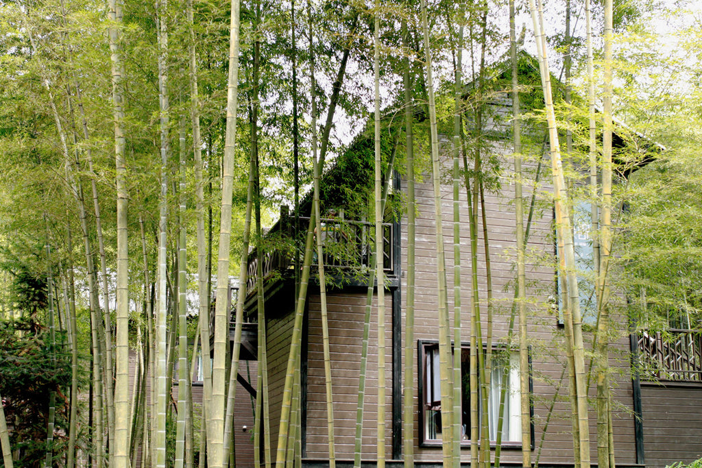 Living with Bamboo