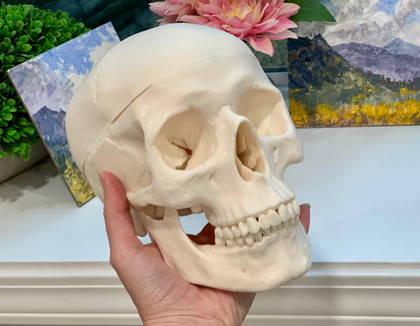 Skull model for artistic anatomy