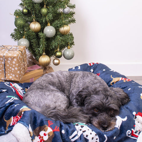 Dog curled up on a christmas blanket under the tree 