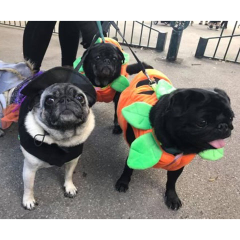 pugs in costume