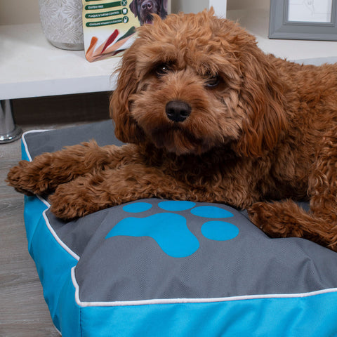 Cute Dog Cavapoo on a waterproof dog bed, transportable dog bed, crate bed