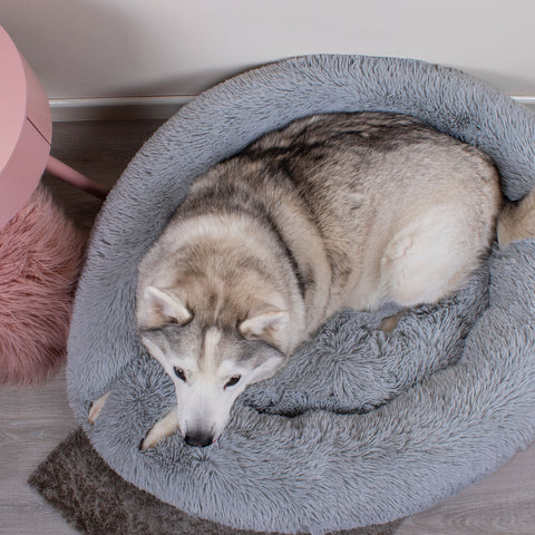 Husky in an Extra Large Dog Bed, Calming Snuggle Dog Bed, Donut Bed