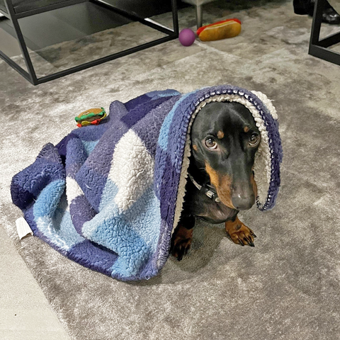 Anxious Sausage Dog Under Blanket