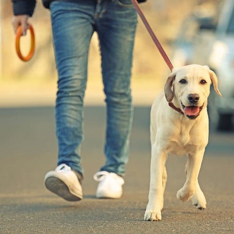 dog on walk in day time