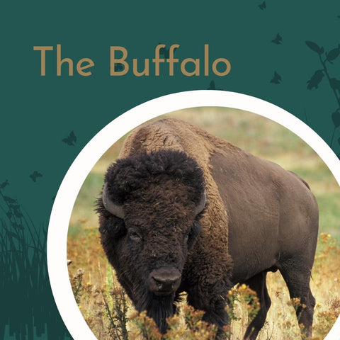 Buffalo is iconic Saskatchewan