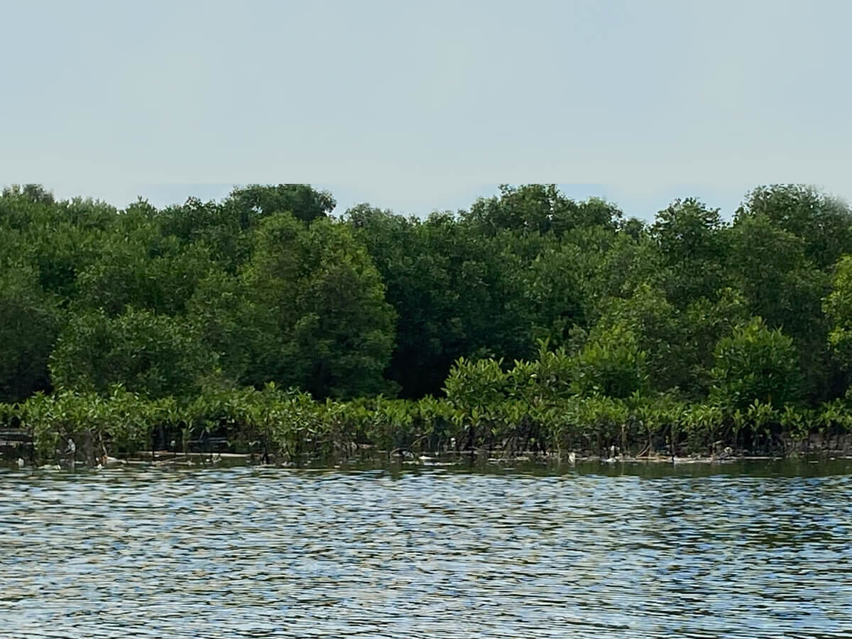 1 Hectare of Mangrove Trees Planted