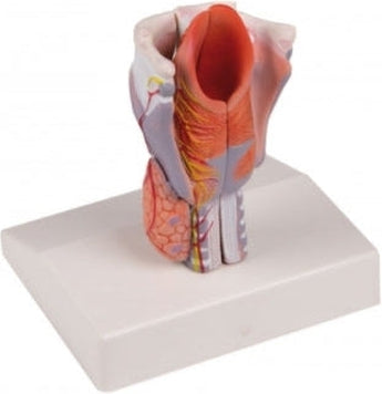 Introducir 57+ imagen modelo anatomico de laringe