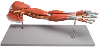 Modelo anatómico brazo con músculos 7 piezas | Marbán Libros