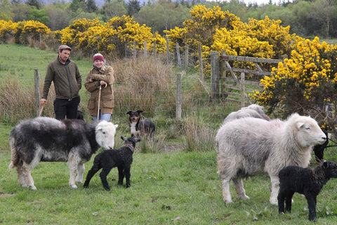 Sam and Lizzie looking at their Herdwick ewes and lambs