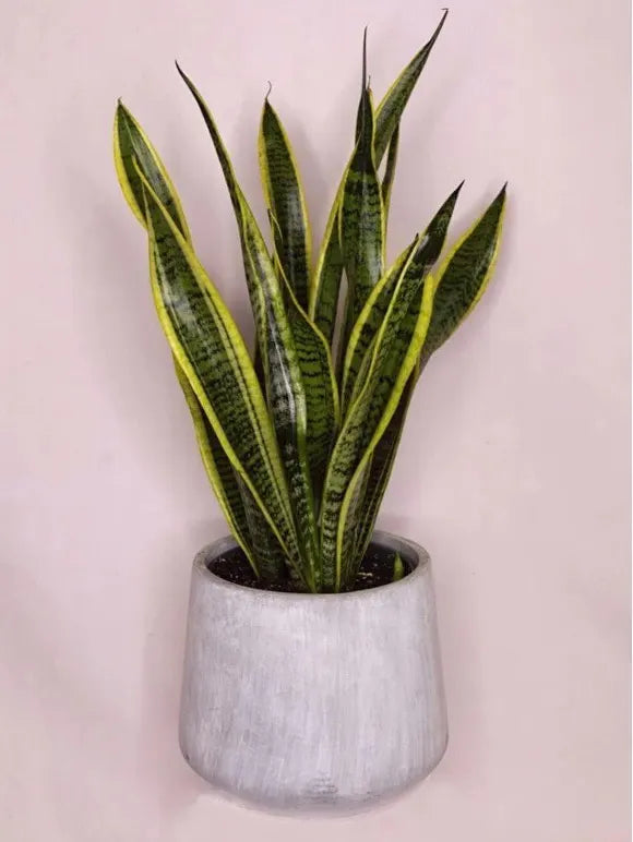 Snake Plant