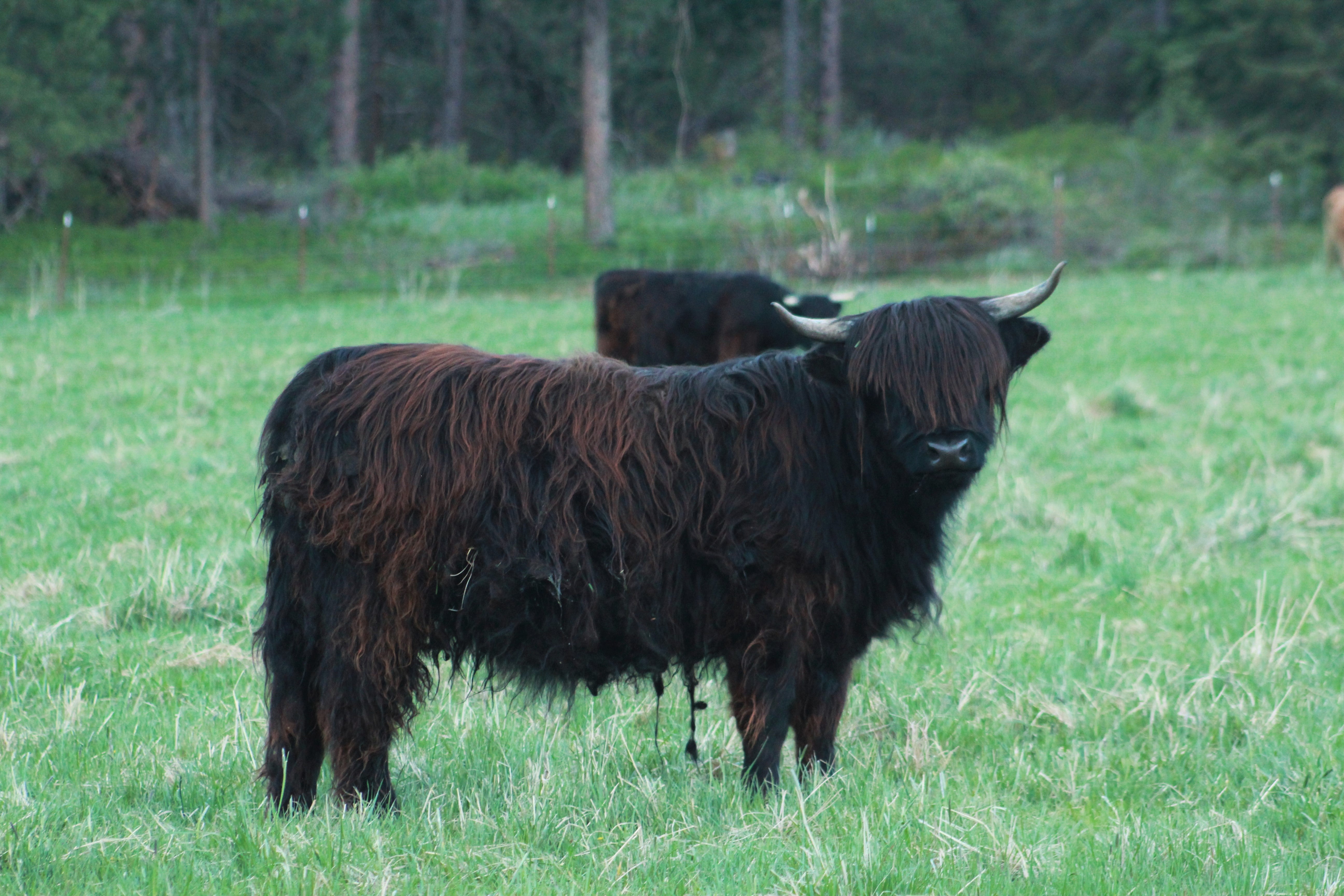 Belle – Old Souls Farm | Scottish Highland Cattle | Baker City, Oregon