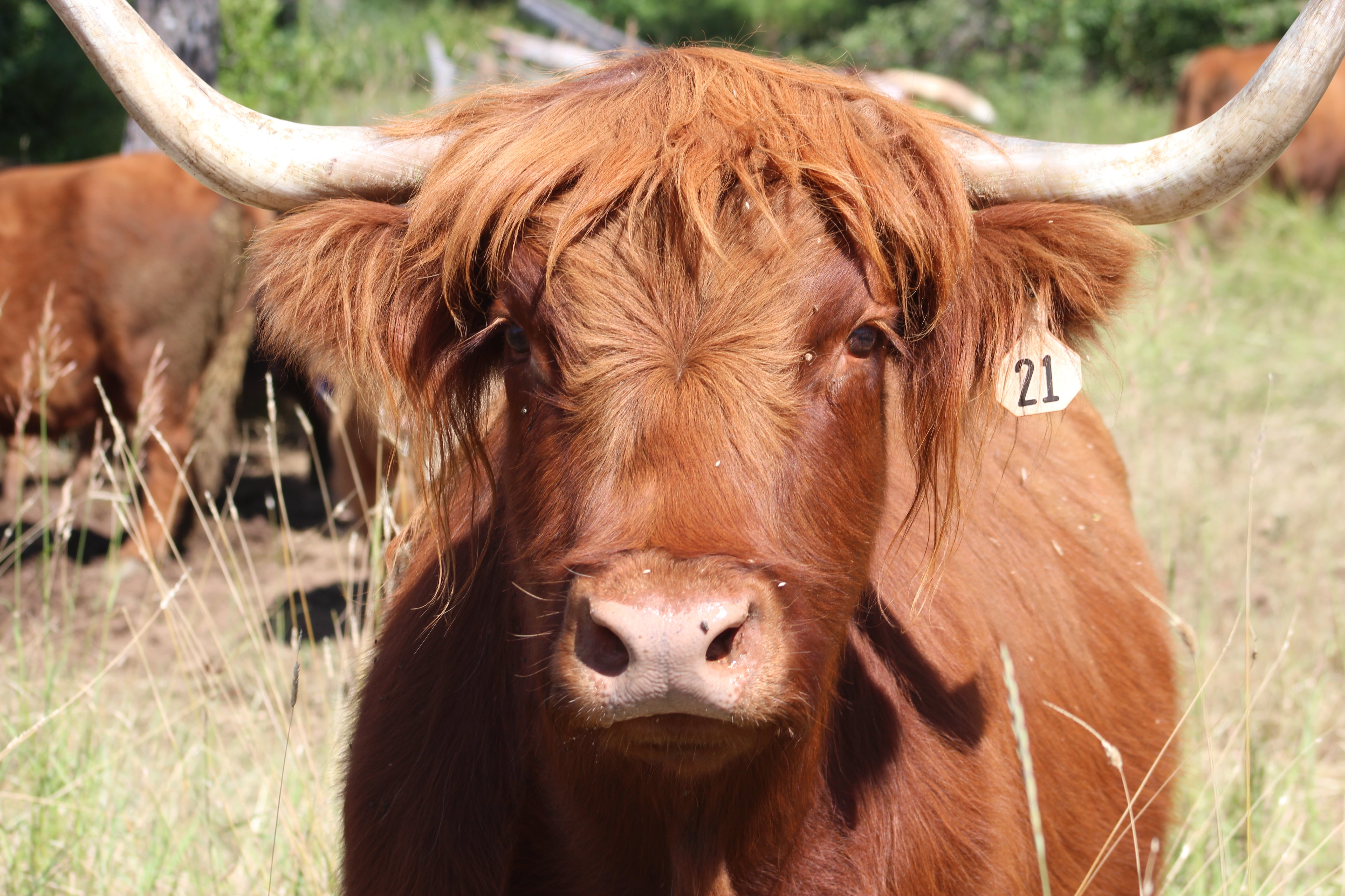 Heather | Scottish Highland Cow | Baker City, Oregon