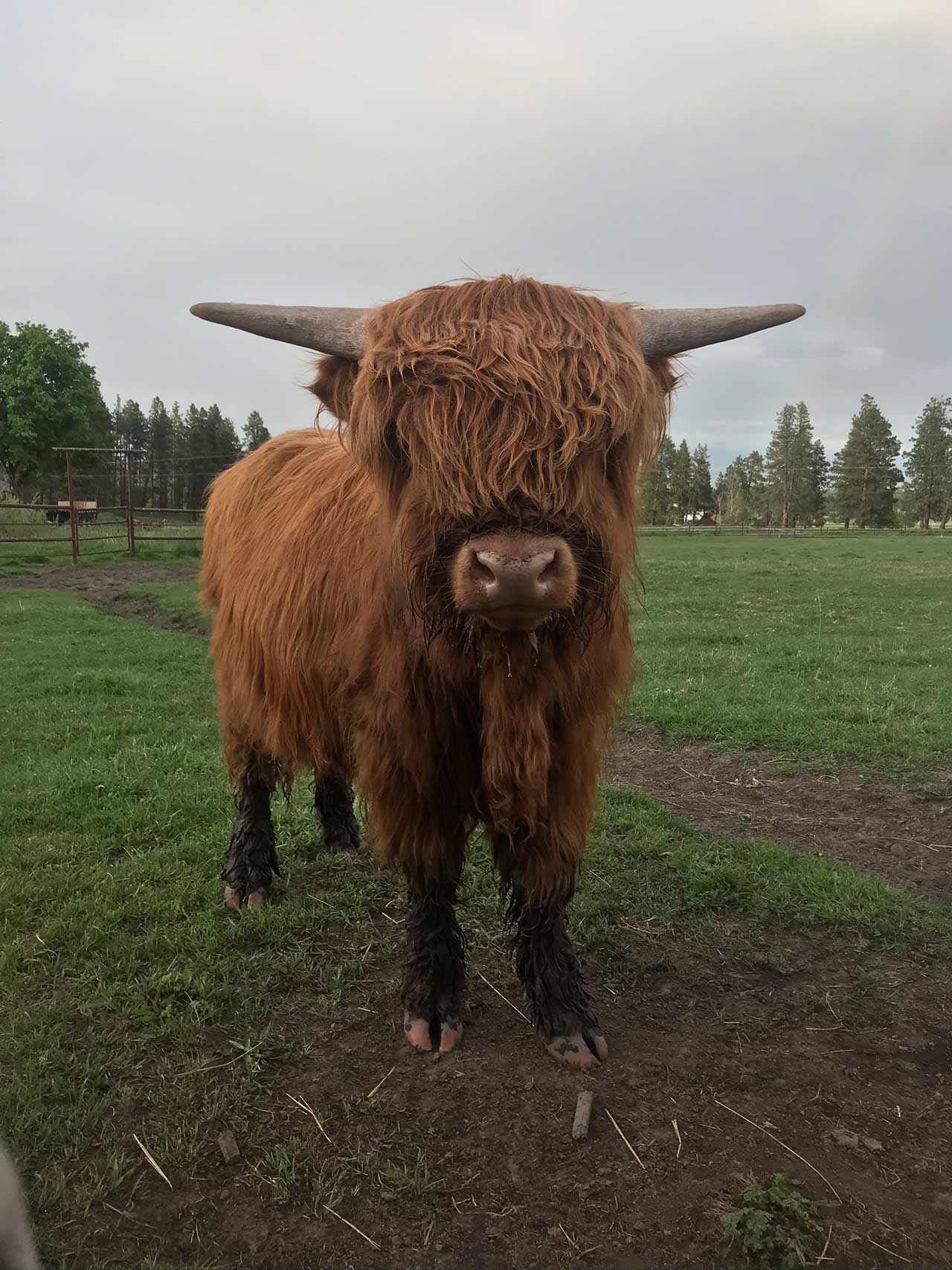 Lochaber | Scottish Highland Cow | Baker City, Oregon