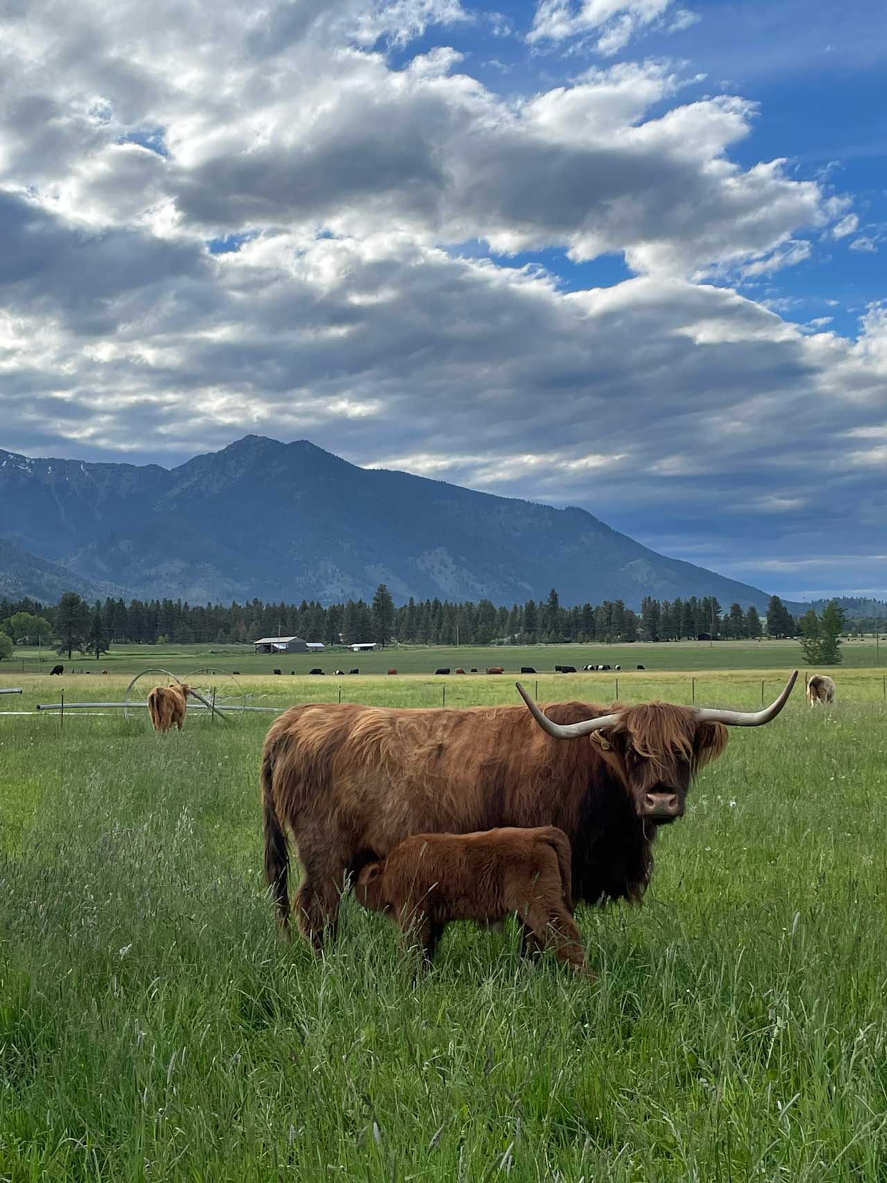 McKenna | Scottish Highland Cow | Baker City, Oregon