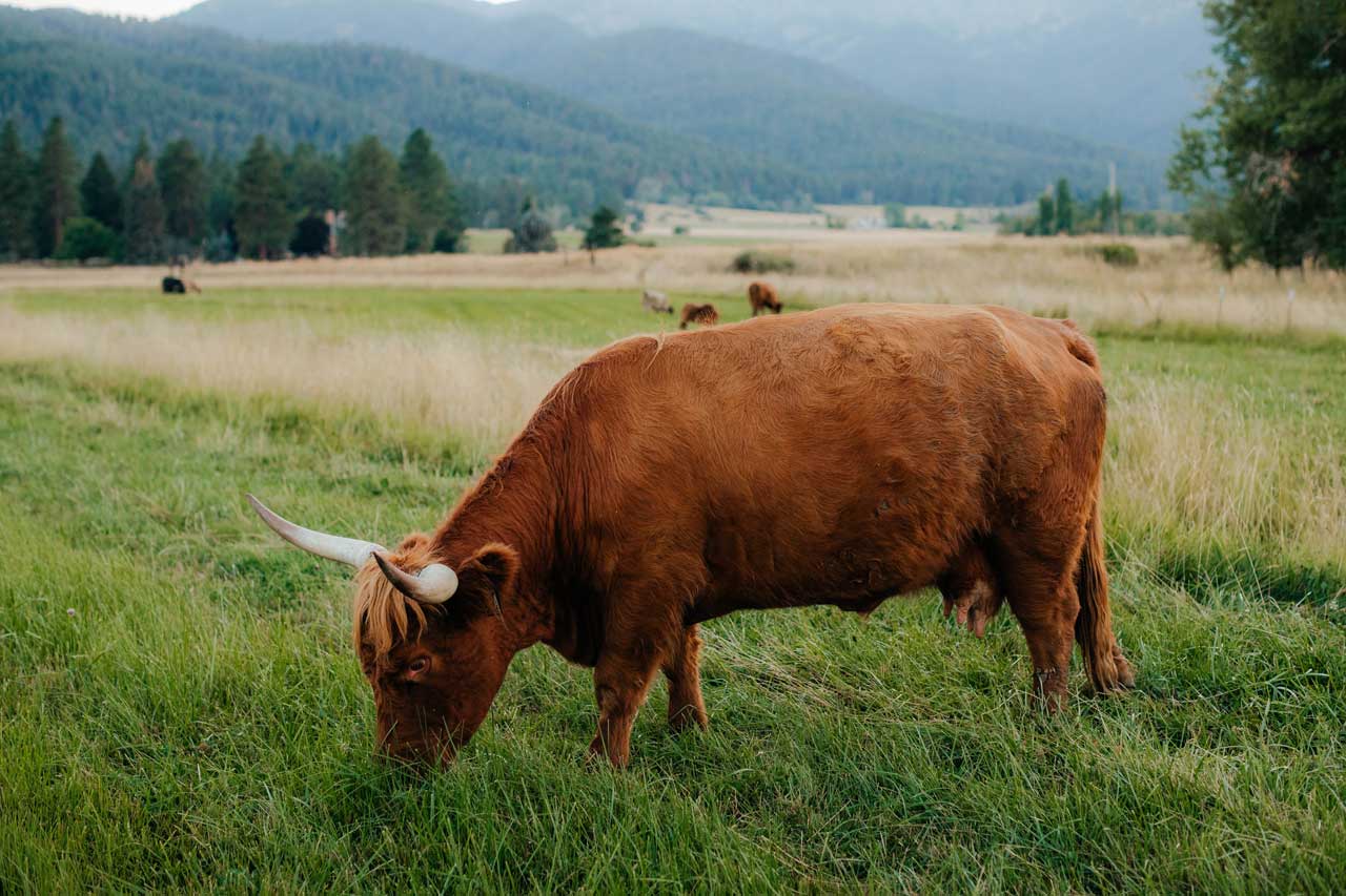 Nora | Scottish Highland Cow | Baker City, Oregon