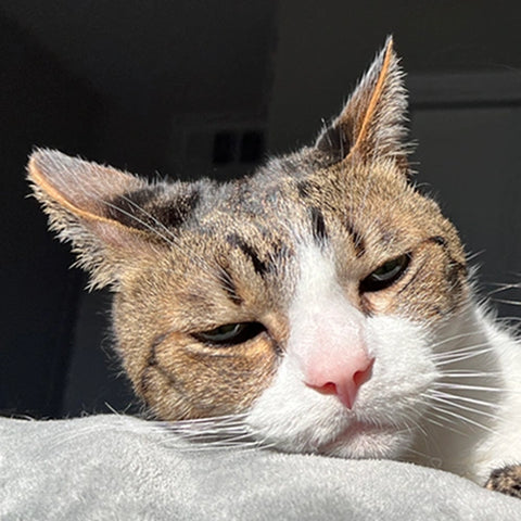 tabby cat with airplane ears