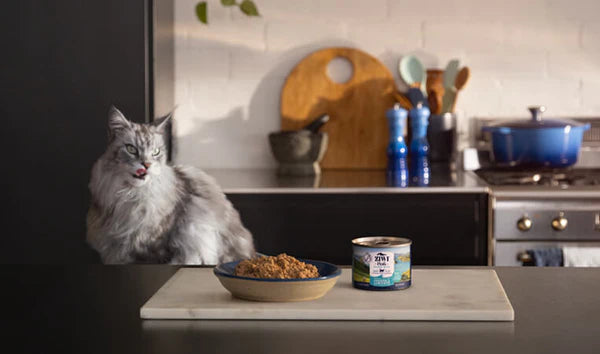 ZIWI_Lifestyle_Image_Cat-Food-Wet_763x450_f2255b72-e7f9-4589-94b2-6db51c9c235c (1).webp__PID:b3961467-7ca2-4d67-8e94-a5e936754e30