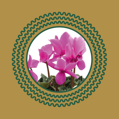 JWB Cyclamen