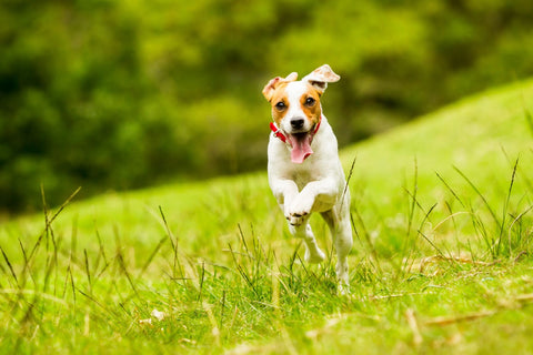 Hund der auf dem Gras läuft