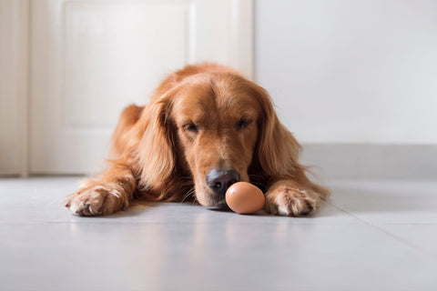 Hund liegt am Boden und schnuppert an einem gekochtem Ei, das vor ihm auf dem Boden liegt.
