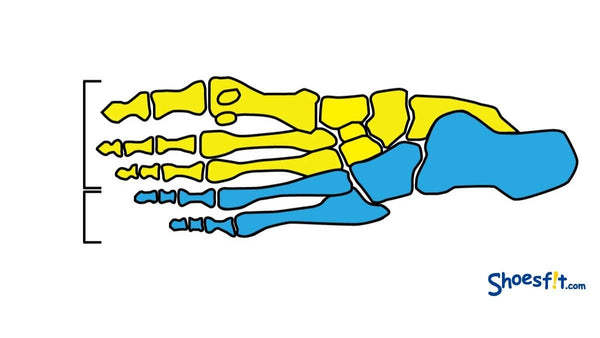 モートン病の原因、足の骨格について