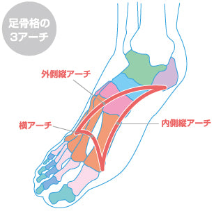 足　アーチ　骨格　横アーチ　内側縦アーチ　外側縦アーチ