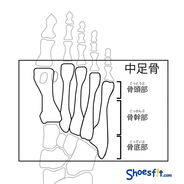 中足骨とは　骨頭部　骨幹部　骨底部