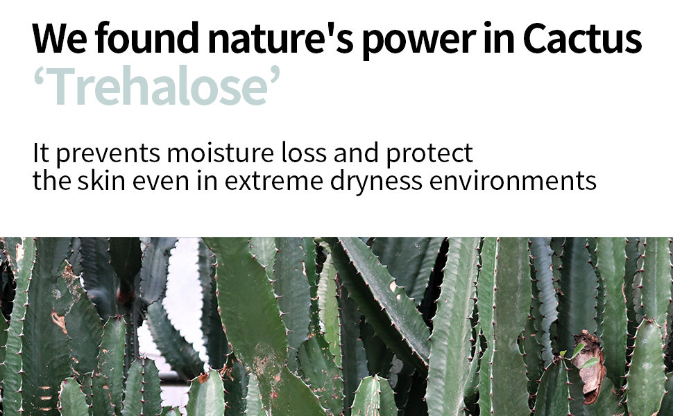 nature's power found in cactus