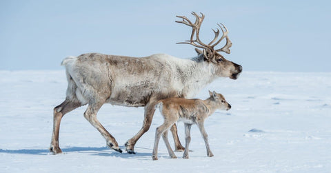 Reindeer 